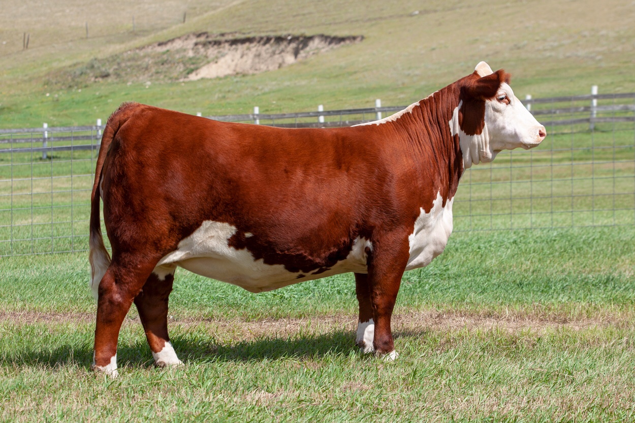 Hereford cow